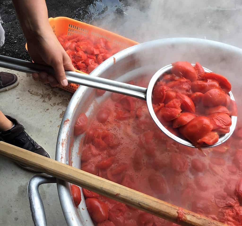 Draining tomatoes from large pot of water.