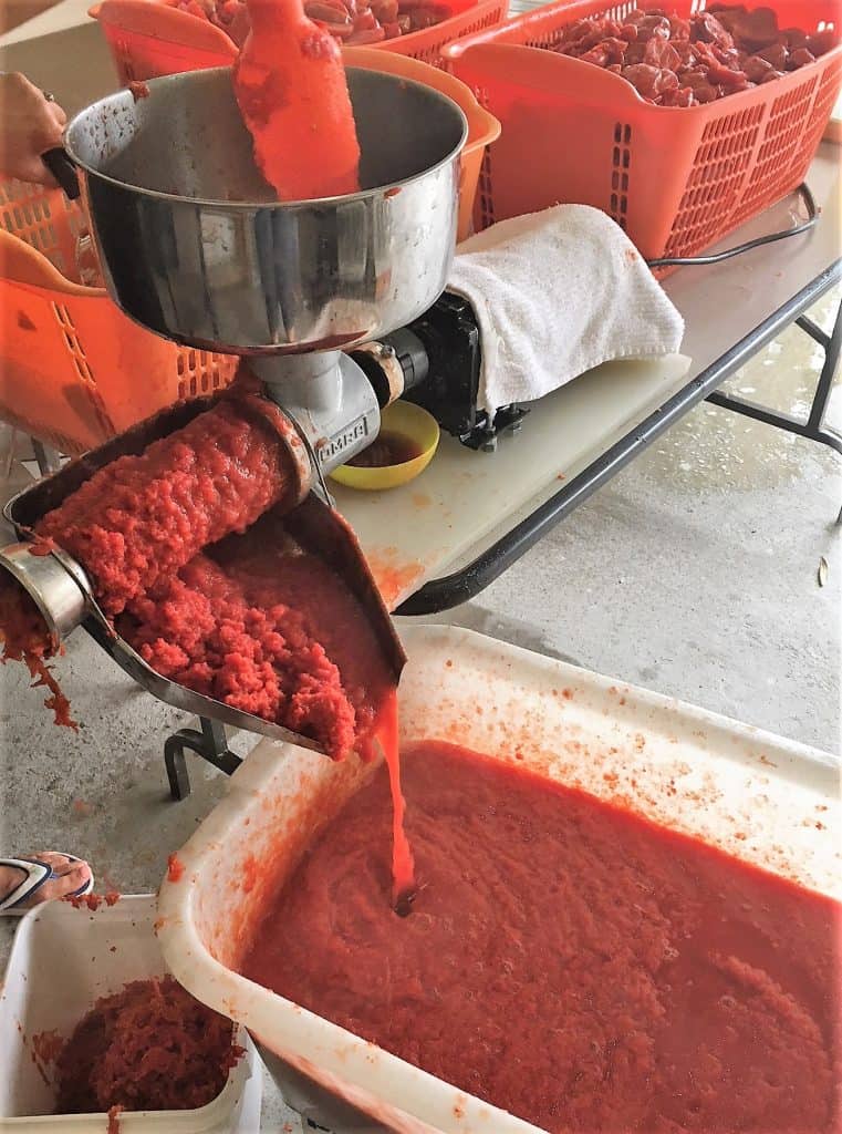 Tomato sauce pouring out of food mill into large bucket. 