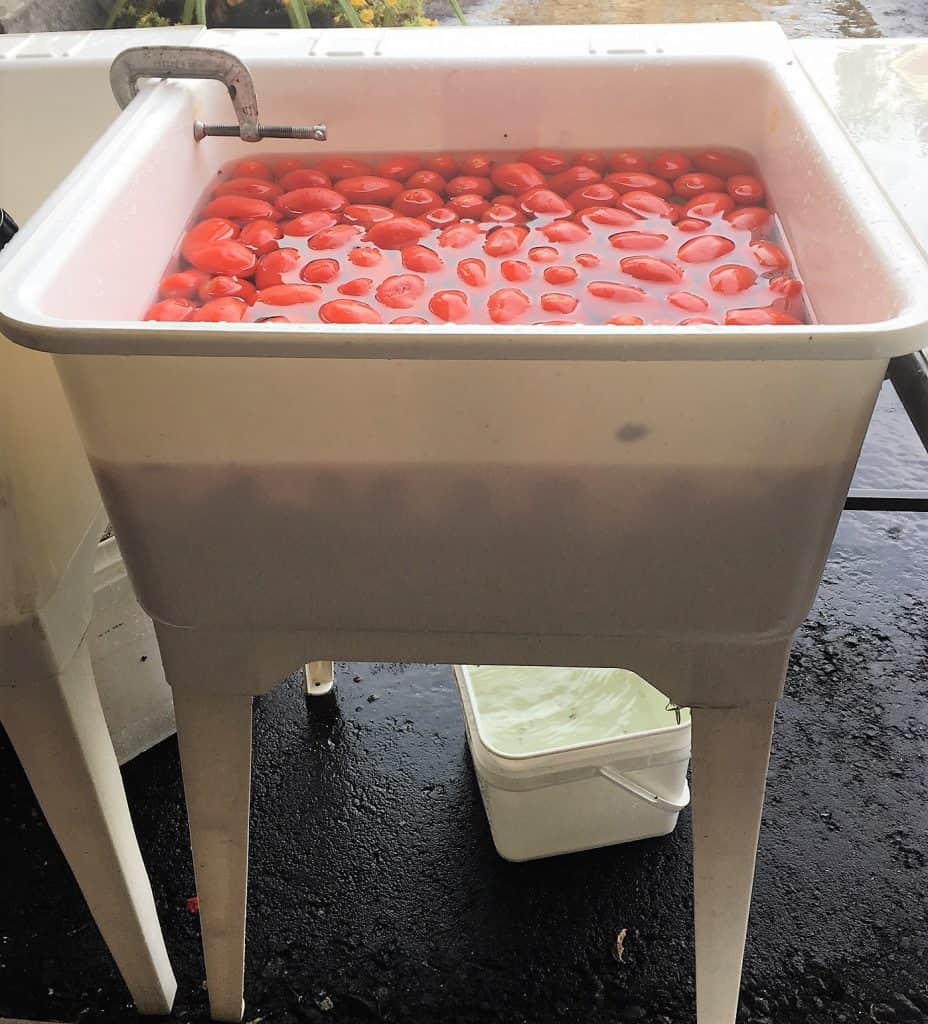 washing tomatos in large tub